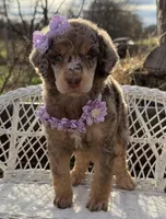 Bijou, a female Poodle - Standard  for sale in Sarcoxie, MO – Photo 7 of 10