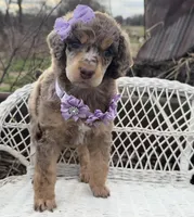 Bijou, a female Poodle - Standard  for sale in Sarcoxie, MO – Photo 6 of 10