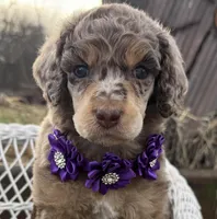 Bijou, a female Poodle - Standard  for sale in Sarcoxie, MO – Photo 3 of 10