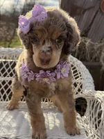 Bijou, a female Poodle - Standard  for sale in Sarcoxie, MO – Photo 9 of 10