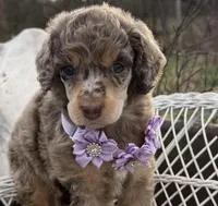 Bijou, a female Poodle - Standard  for sale in Sarcoxie, MO – Photo 4 of 10