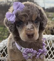Bijou, a female Poodle - Standard  for sale in Sarcoxie, MO – Photo 2 of 10