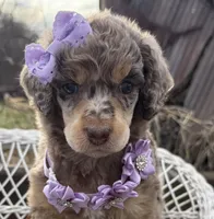 Bijou, a female Poodle - Standard  for sale in Sarcoxie, MO – Photo 5 of 10