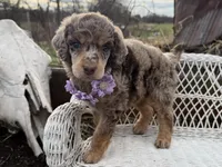 Bijou, a female Poodle - Standard  for sale in Sarcoxie, MO – Photo 10 of 10