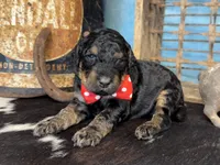 Thing, a male Poodle - Multi-Colored Standard for sale in Sarcoxie, MO – 6 of 10