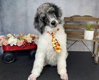 Groovy, a male Poodle - Multi-Colored Standard for sale in Sarcoxie, MO – 6 of 9