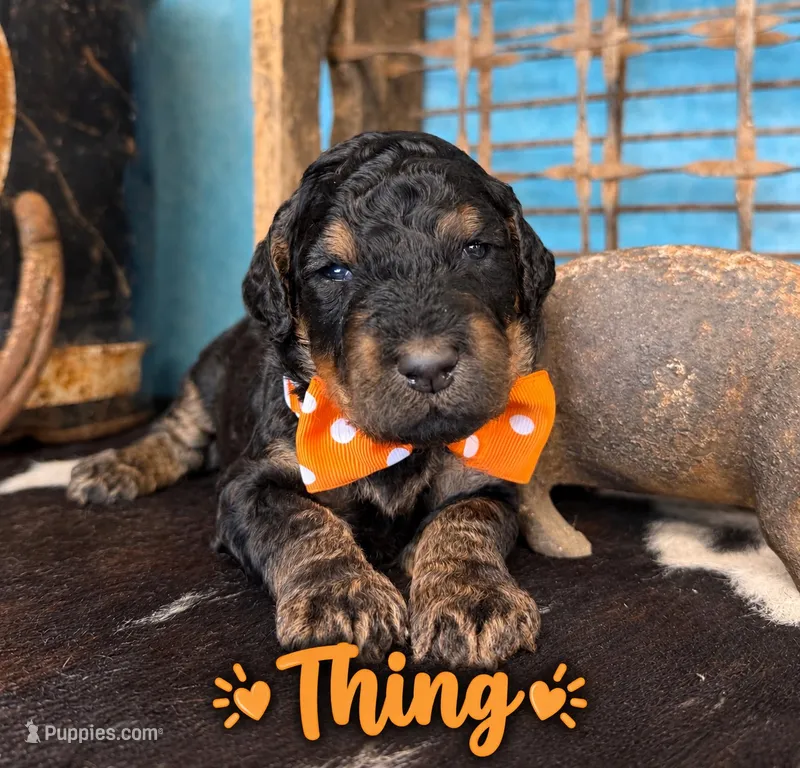 Thing, a male Poodle - Multi-Colored Standard for sale in Sarcoxie, MO – 1 of 10