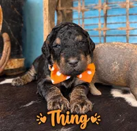 Thing, a male Poodle - Multi-Colored Standard for sale in Sarcoxie, MO – 1 of 10