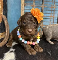 Fauna, a female Poodle - Multi-Colored Standard for sale in Sarcoxie, MO – 5 of 10