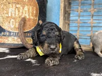Thing, a male Poodle - Multi-Colored Standard for sale in Sarcoxie, MO – 2 of 10