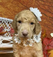 Morticia, a female Poodle - Multi-Colored Standard for sale in Sarcoxie, MO – 2 of 8