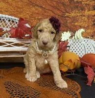 Morticia, a female Poodle - Multi-Colored Standard for sale in Sarcoxie, MO – 8 of 8
