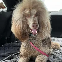 Thing, a male Poodle - Multi-Colored Standard for sale in Sarcoxie, MO – 10 of 10