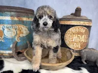 Rhythm, a female Poodle - Multi-Colored Standard for sale in Sarcoxie, MO – 4 of 8