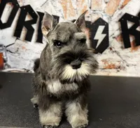 Earl of  Biscuitshire, a male Miniature Schnauzer for sale in Sarcoxie, MO – 5 of 7