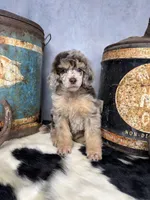 Riff, a male Poodle - Multi-Colored Standard for sale in Sarcoxie, MO – 6 of 8