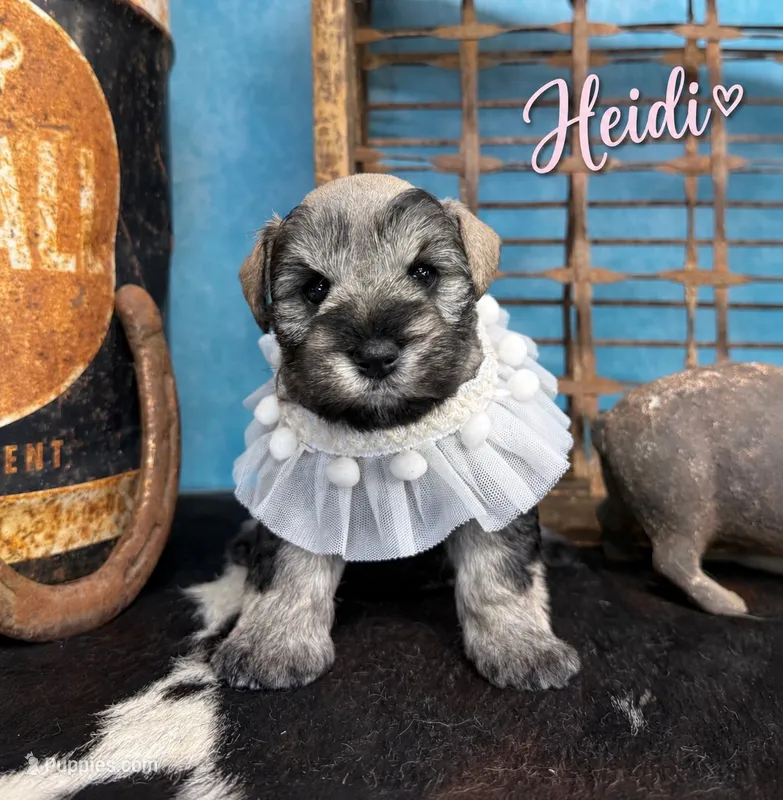 Heidi – Miniature Schnauzer puppy for sale in Sarcoxie, MO