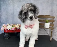 Groovy, a male Poodle - Multi-Colored Standard for sale in Sarcoxie, MO – 4 of 9