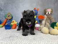 Earl of  Biscuitshire, a male Miniature Schnauzer for sale in Sarcoxie, MO – 3 of 6