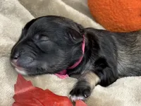 Greta , a female Miniature Schnauzer for sale in Sarcoxie, MO – 2 of 10