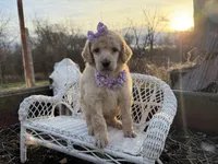 Joie, a female Poodle - Standard  for sale in Sarcoxie, MO – Photo 10 of 10
