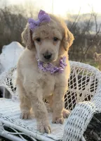 Joie, a female Poodle - Standard  for sale in Sarcoxie, MO – Photo 1 of 10