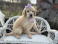 Joie, a female Poodle - Standard  for sale in Sarcoxie, MO – Photo 7 of 10
