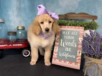 Joie, a female Poodle - Standard  for sale in Sarcoxie, MO – Photo 6 of 10