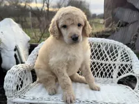 Joie, a female Poodle - Standard  for sale in Sarcoxie, MO – Photo 4 of 10