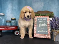 Joie, a female Poodle - Standard  for sale in Sarcoxie, MO – Photo 5 of 10