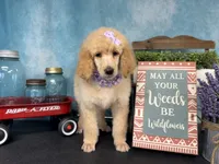 Joie, a female Poodle - Standard  for sale in Sarcoxie, MO – Photo 8 of 10