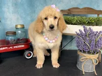 Joie, a female Poodle - Standard  for sale in Sarcoxie, MO – Photo 4 of 10