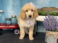 Joie, a female Poodle - Standard  for sale in Sarcoxie, MO – Photo 2 of 10