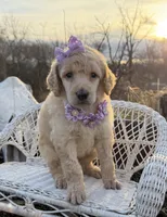Joie, a female Poodle - Standard  for sale in Sarcoxie, MO – Photo 6 of 10