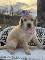 Joie, a female Poodle - Standard  for sale in Sarcoxie, MO – Photo 9 of 10
