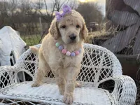 Joie, a female Poodle - Standard  for sale in Sarcoxie, MO – Photo 8 of 10