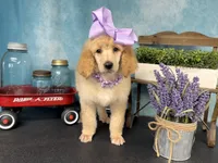 Joie, a female Poodle - Standard  for sale in Sarcoxie, MO – Photo 1 of 10