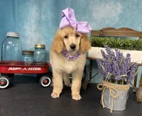 Joie, a female Poodle - Standard  for sale in Sarcoxie, MO – Photo 3 of 10