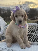 Joie, a female Poodle - Standard  for sale in Sarcoxie, MO – Photo 5 of 10