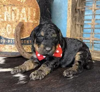 Thing, a male Poodle - Multi-Colored Standard for sale in Sarcoxie, MO – 5 of 10