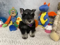 Sir Sniffs A Lot, a male Miniature Schnauzer for sale in Sarcoxie, MO – 3 of 9