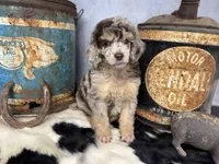Riff, a male Poodle - Multi-Colored Standard for sale in Sarcoxie, MO – 5 of 8