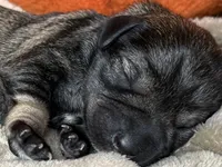 Otto, a male Miniature Schnauzer for sale in Sarcoxie, MO – 2 of 10
