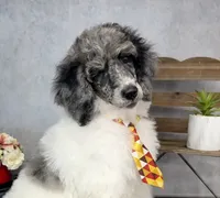 Groovy, a male Poodle - Multi-Colored Standard for sale in Sarcoxie, MO – 2 of 9
