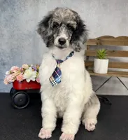 Groovy, a male Poodle - Multi-Colored Standard for sale in Sarcoxie, MO – 7 of 9