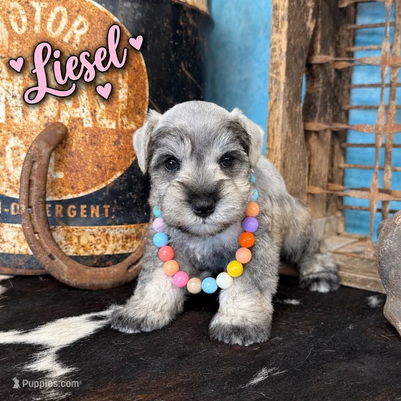 Liesel – Miniature Schnauzer puppy for sale in Sarcoxie, MO