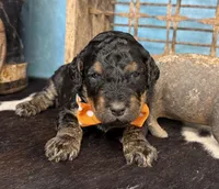 Thing, a male Poodle - Multi-Colored Standard for sale in Sarcoxie, MO – 3 of 10