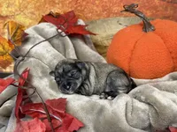Liesel, a female Miniature Schnauzer for sale in Sarcoxie, MO – 10 of 10