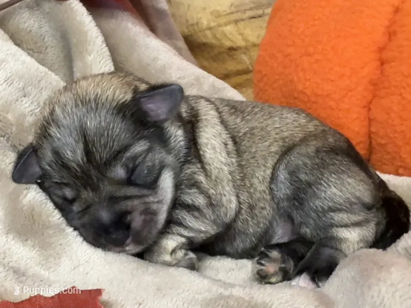 Liesel – Miniature Schnauzer puppy for sale in Sarcoxie, MO