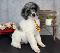 Groovy, a male Poodle - Multi-Colored Standard for sale in Sarcoxie, MO – 9 of 9